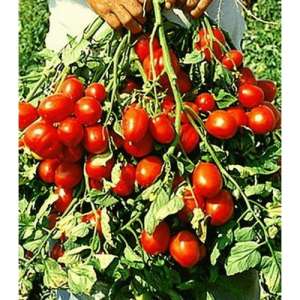 Рапит F1 - томат детерминантный, 25 000 семян, Seminis (Семинис) Голландия фото, цена
